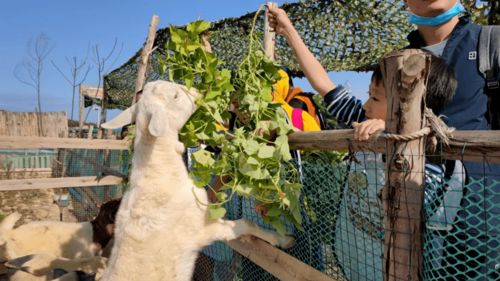 元旦假期 原始部落非洲鼓 diy印第安服饰 柑橘星球品玫瑰柑 篝火晚会烤全羊 入住温泉小木屋