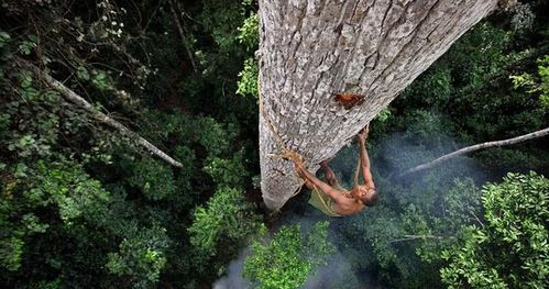 世界最 神秘 的部落,常年住在几十米高的大树上,回家全靠爬