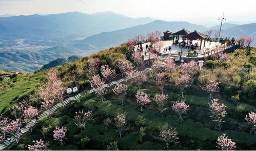 同安白交祠打造 厦门最高赏樱平台 ,樱花成乡村振兴密码