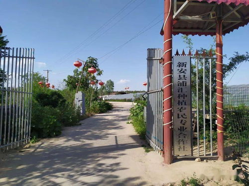 全省大联动 巾帼助消费 洛阳接力中 八