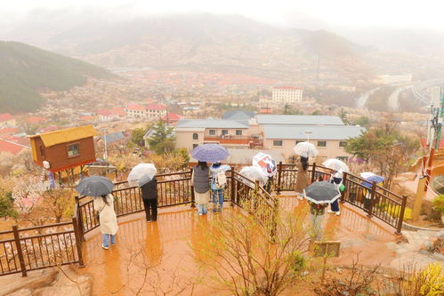 一图穿越700年 新 鹊华秋色图 美在何处