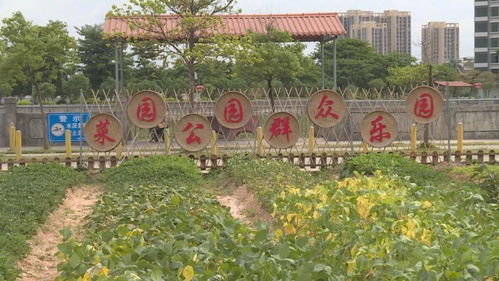 创建全国文明镇 横沥镇山厦村 让美丽成为一种常态