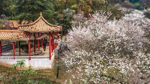 大余赏梅季系列活动权威发布