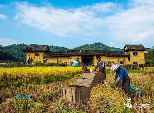 一组秋收图,看哭好多人 这才是真实的农村生活.......