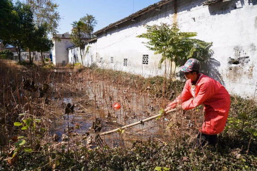 南山力量照亮山乡致富路——陂头镇连光村屋顶光伏帮扶纪实